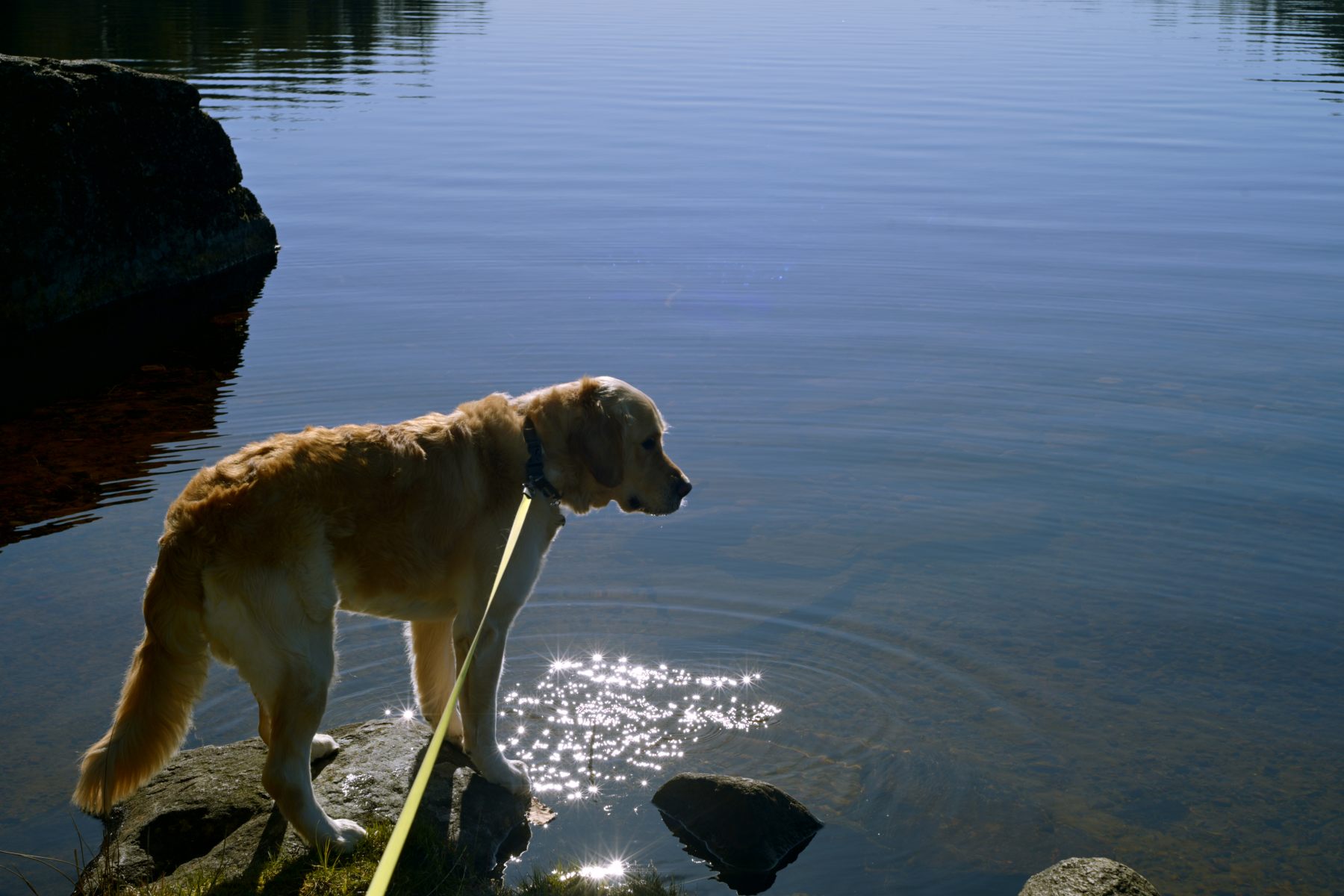 A dog standing at the water's edge.
