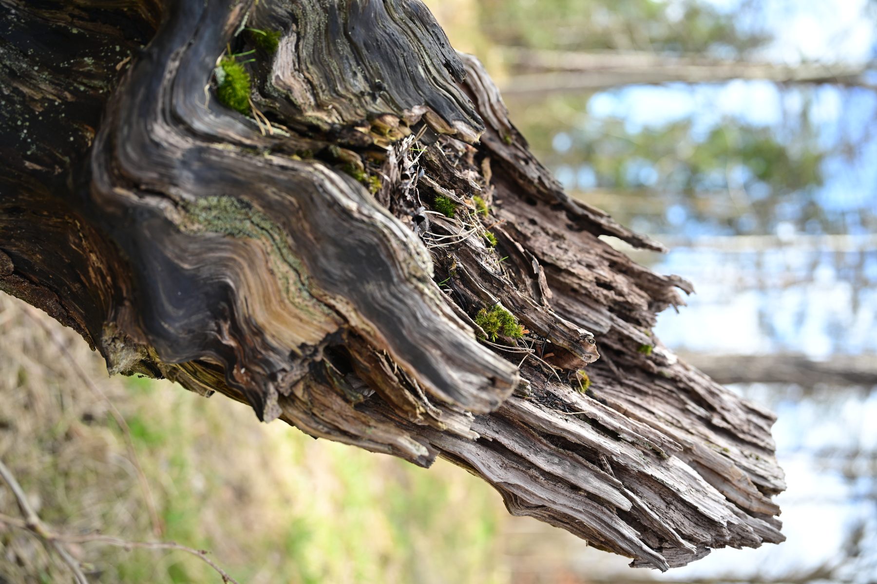 A twist of driftwood over water.