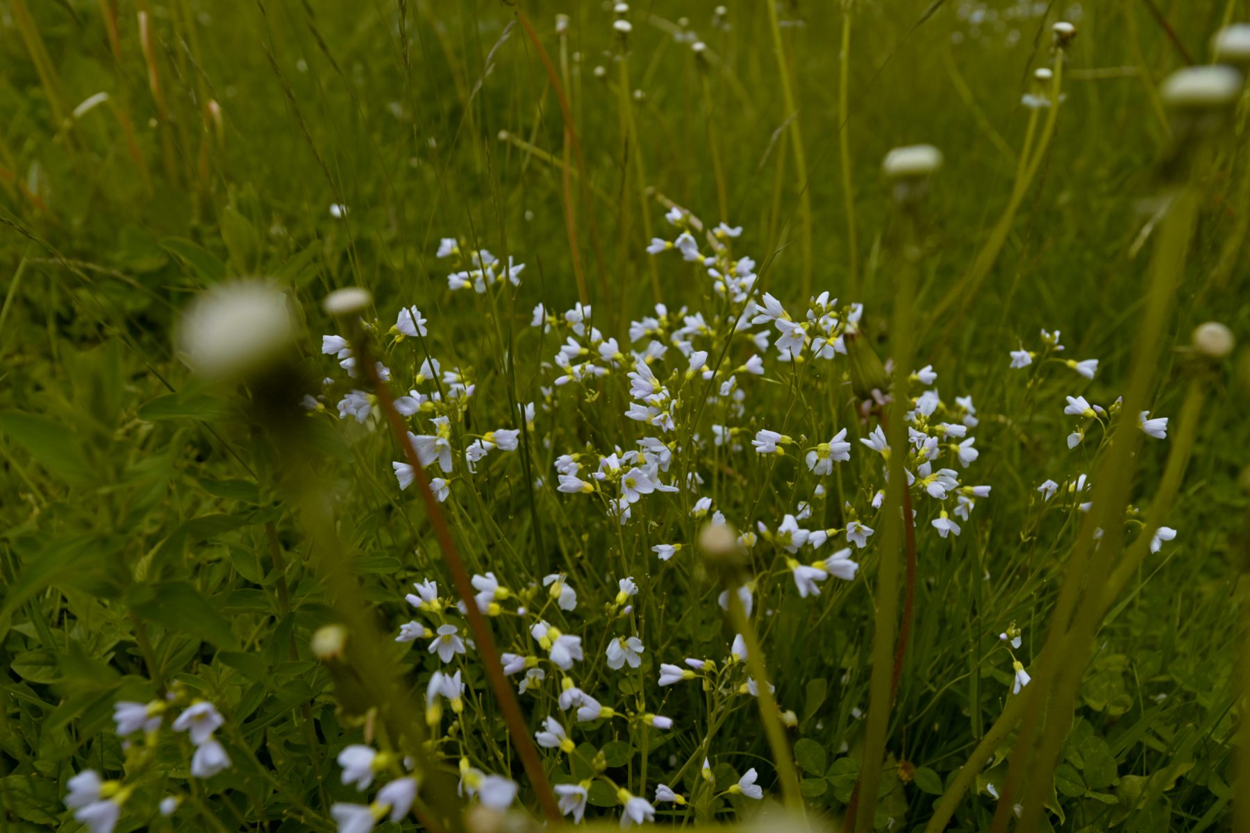 Spring weeds flowering in long grass.