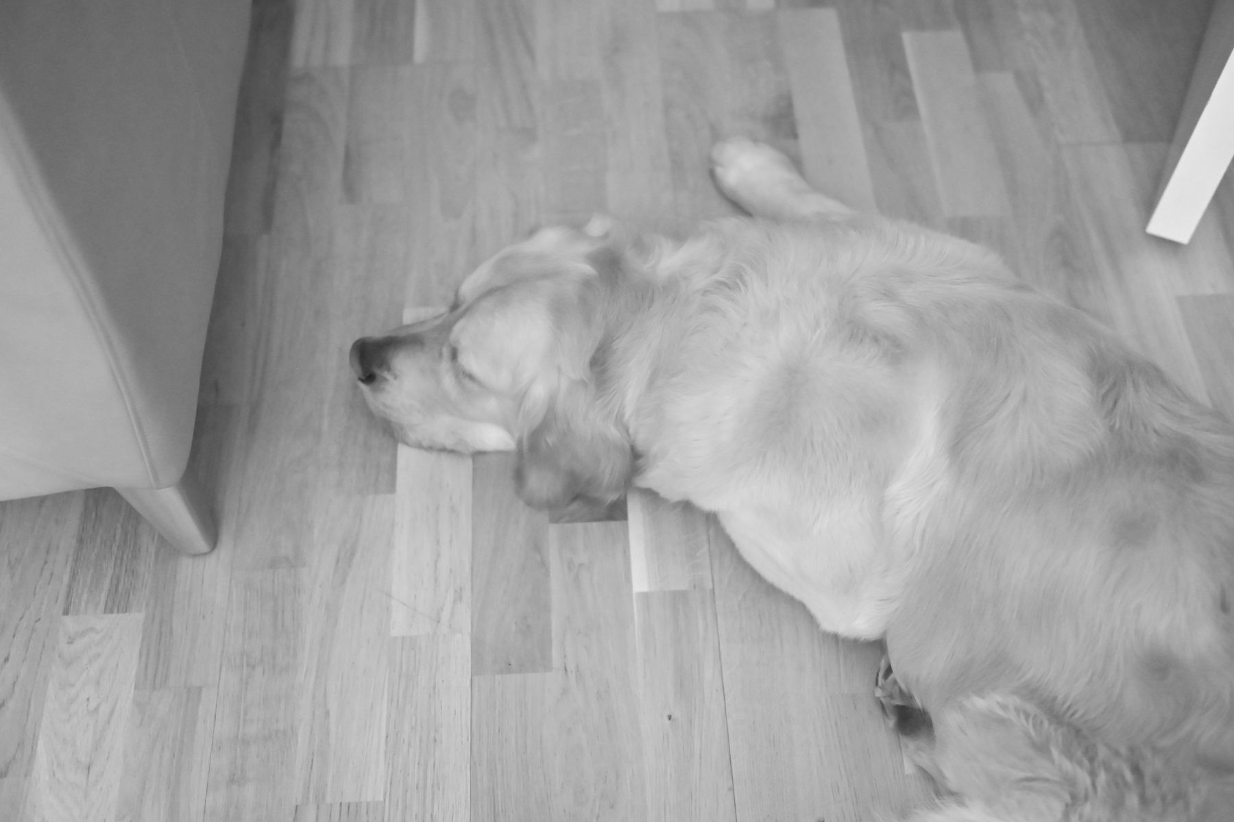 The dog asleep on the floor in the afternoon.